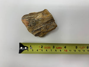 Petrified Wood