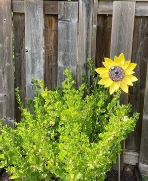 Garden Sunflower on Stake