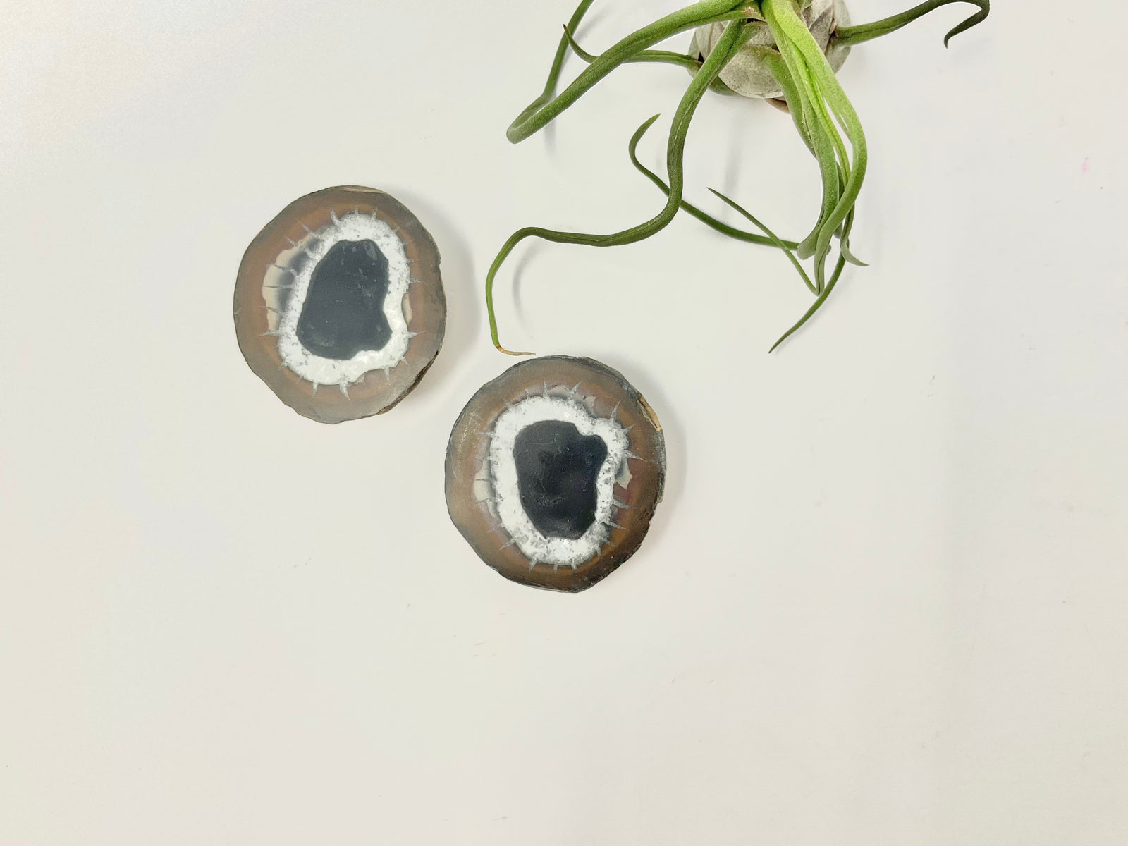 Septarian Pair