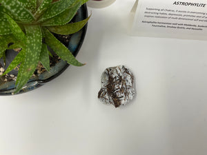 Astrophylite